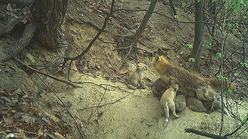 12마리 새끼 돌보는 여우