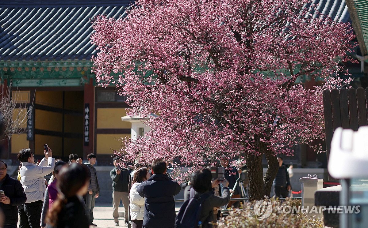 통도사 홍매화 풍경