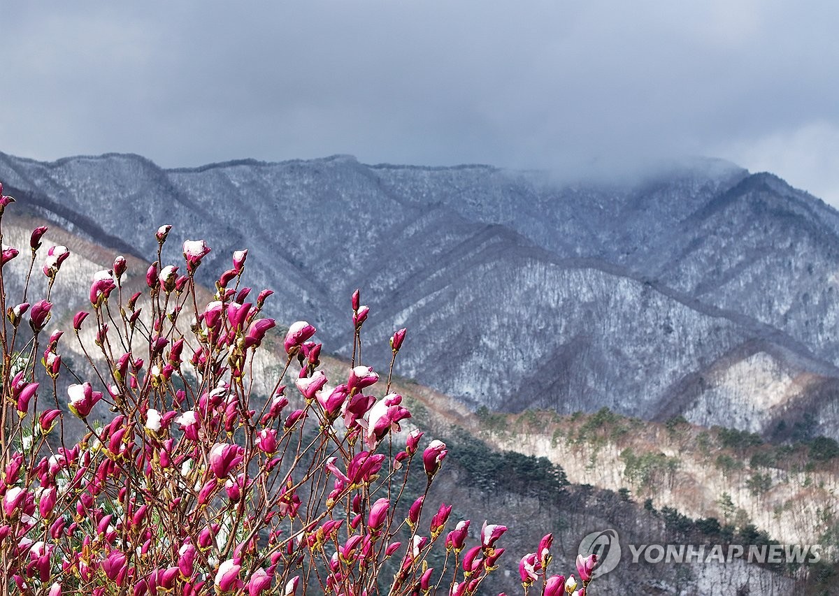 묘한 계절의 조화