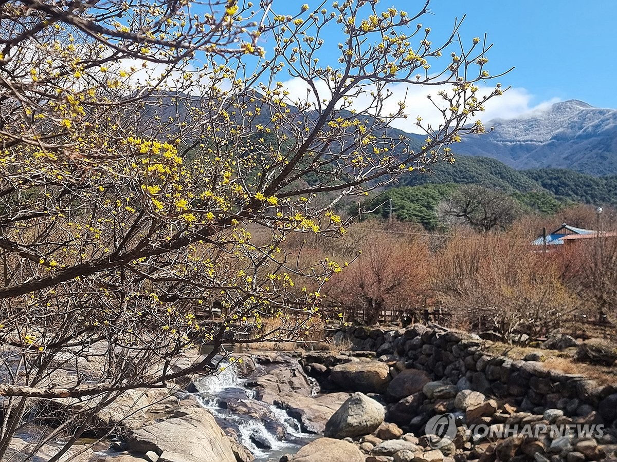 봄빛 물든 구례 산수유마을