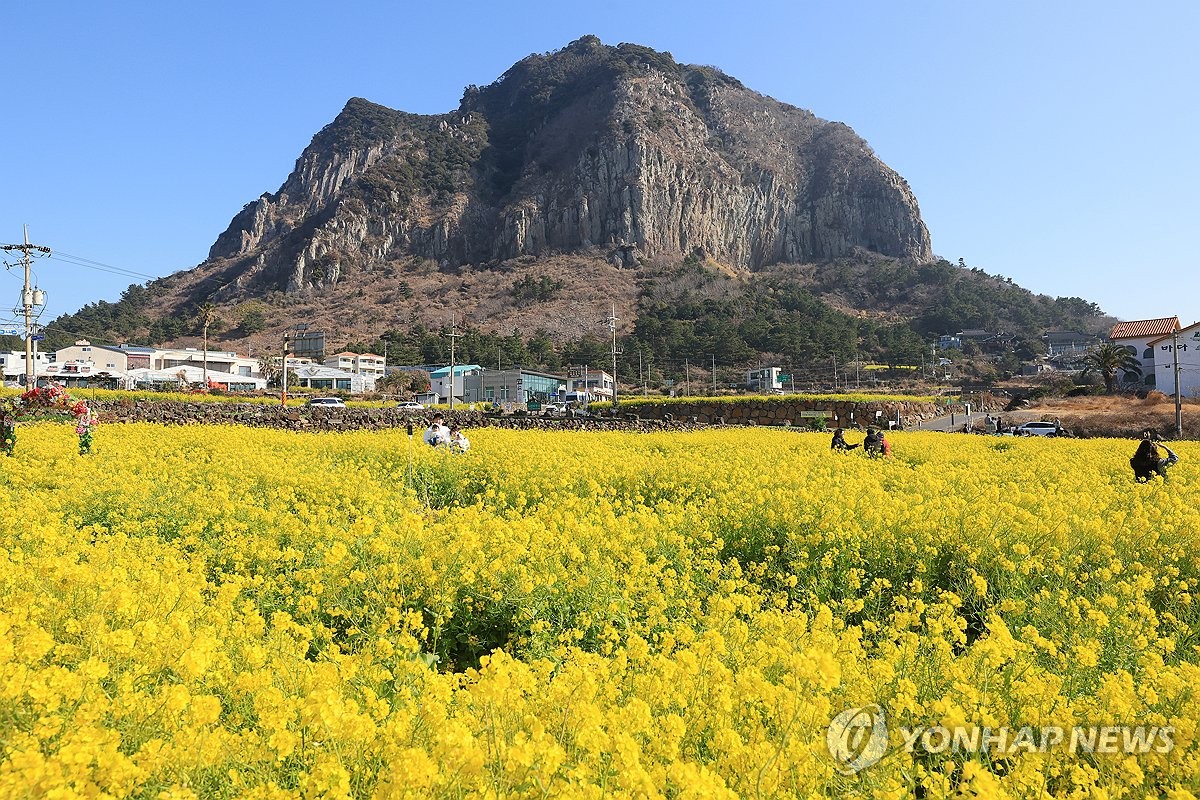 제주는 유채꽃의 계절