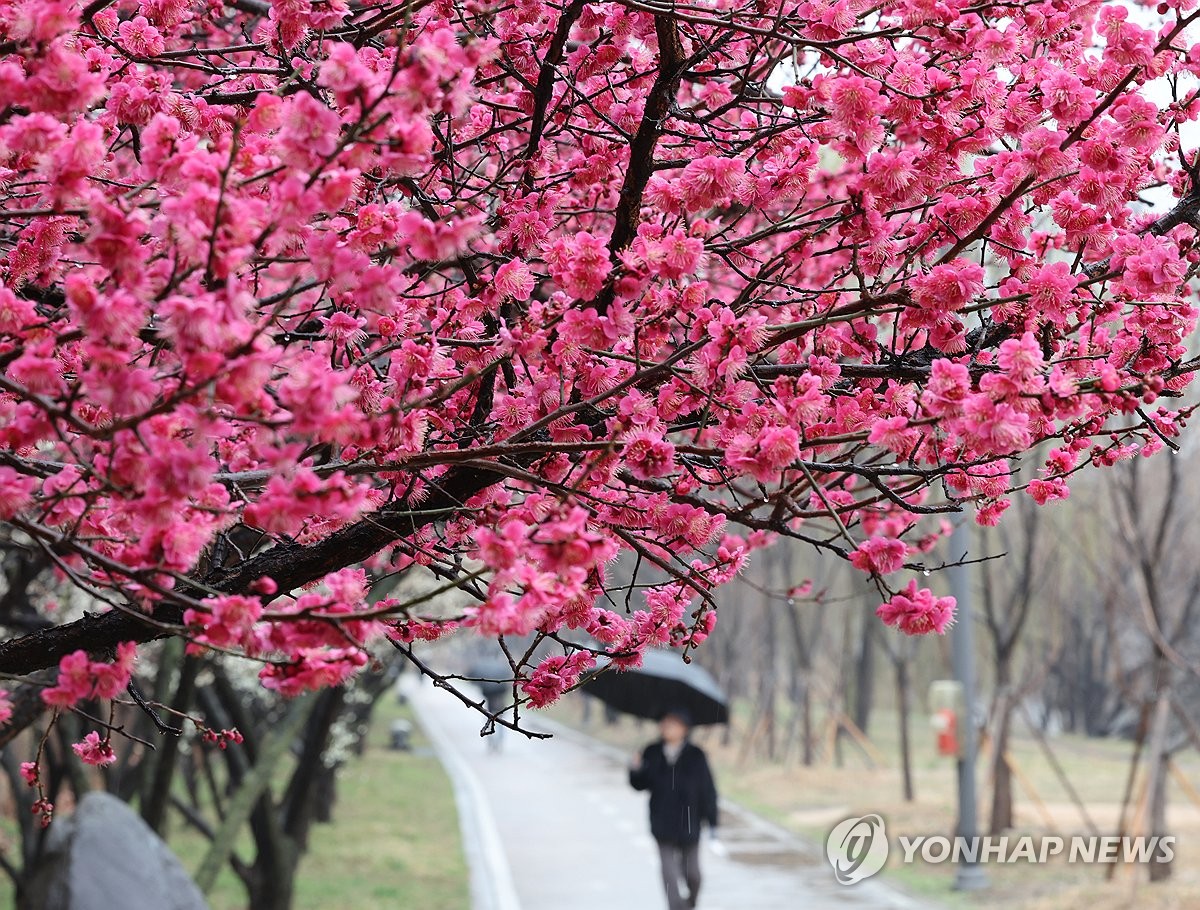'비와 꽃이 만들어낸 풍경'…전국 곳곳 봄비