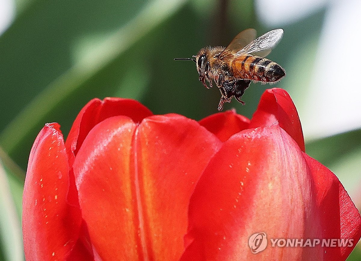 봄, 분주한 꿀벌