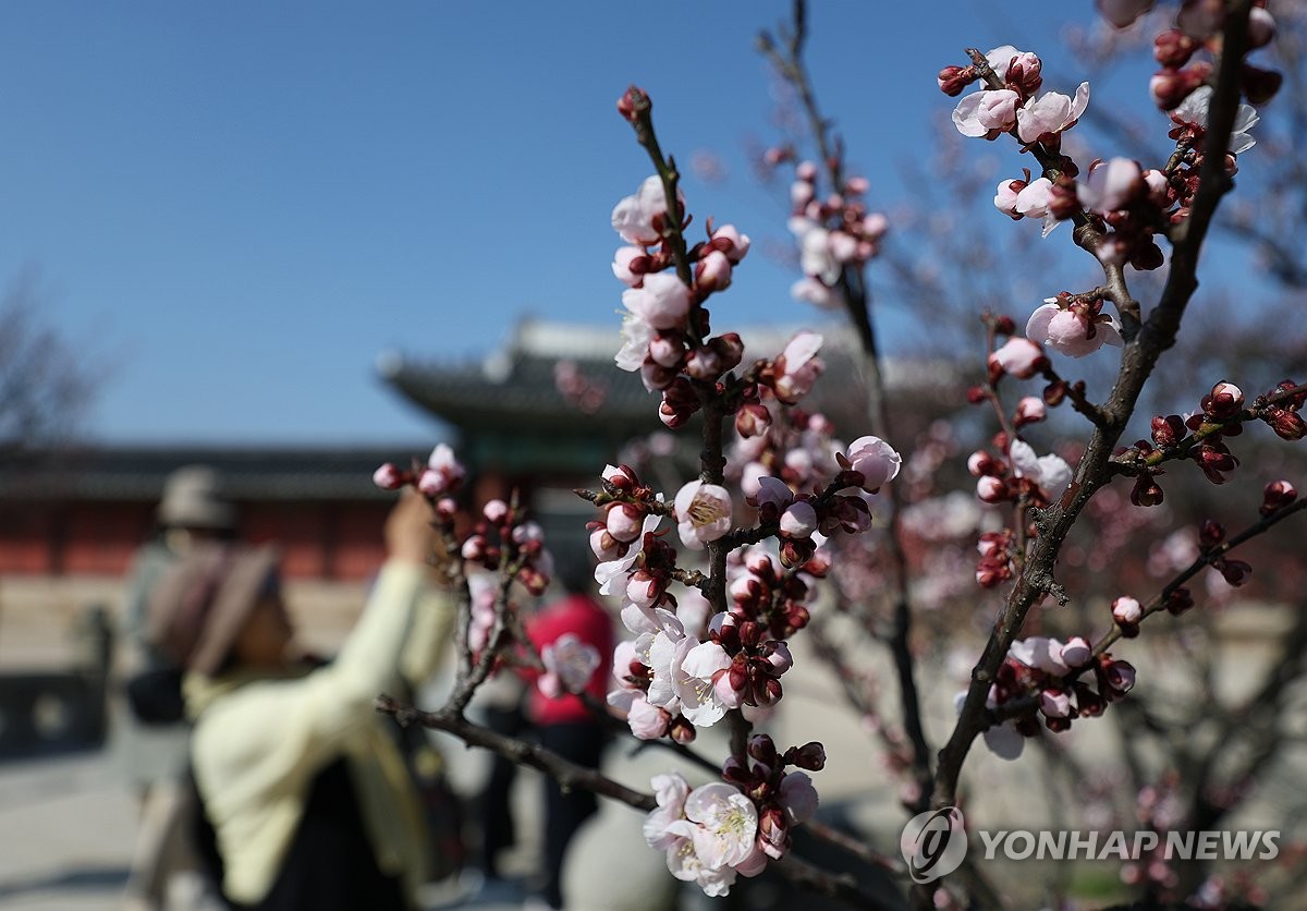 매화꽃 필 무렵