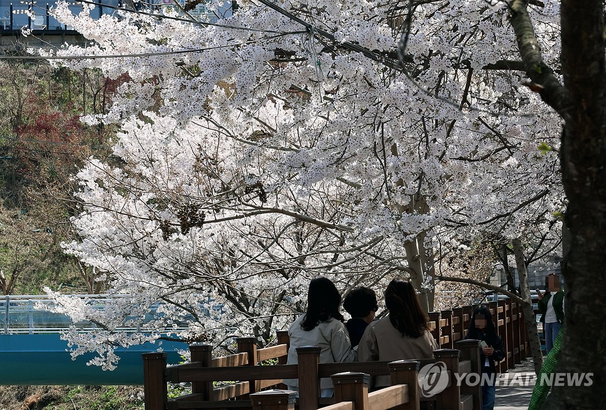 벚꽃 아래 걷는 봄