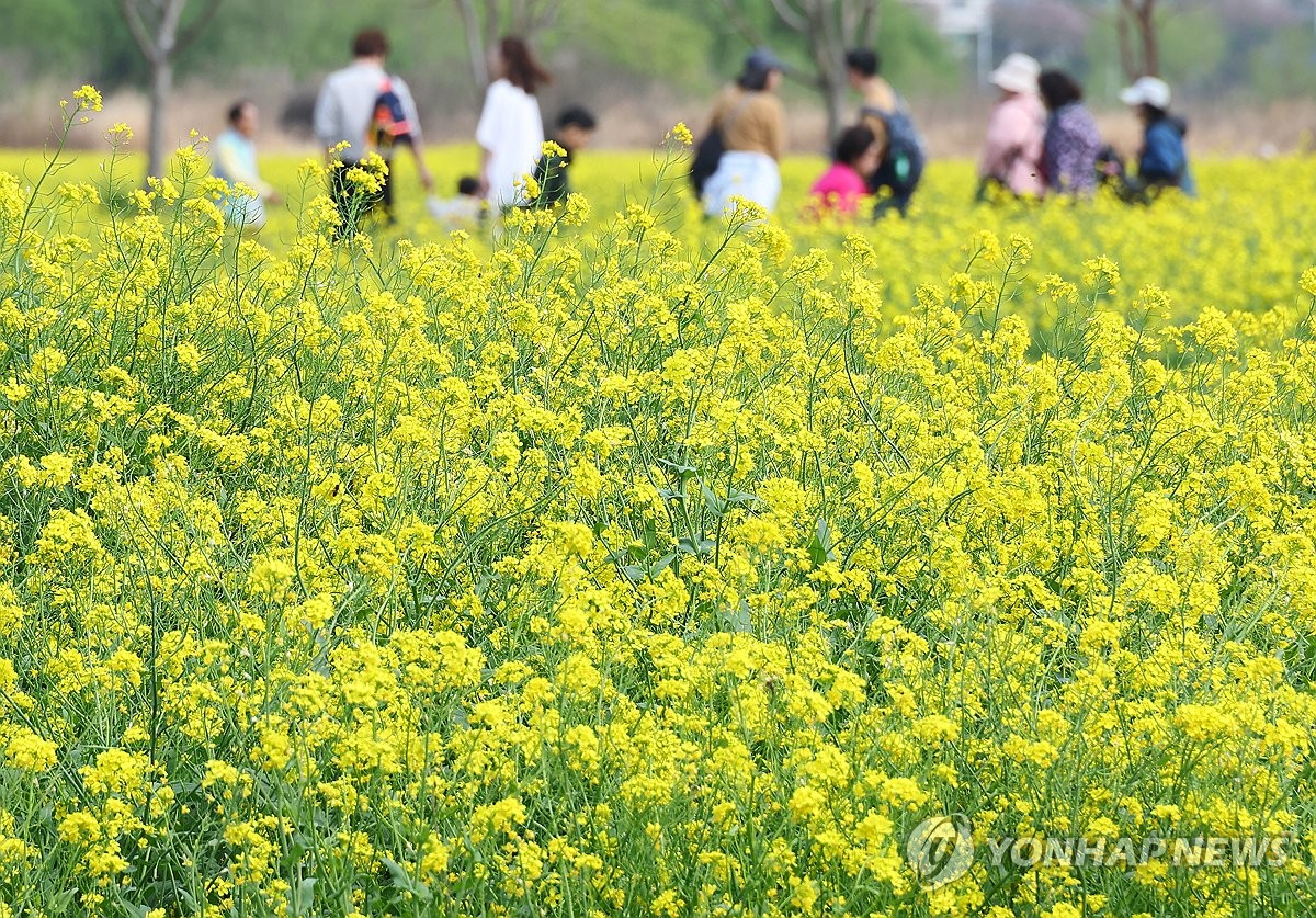 유채꽃 활짝